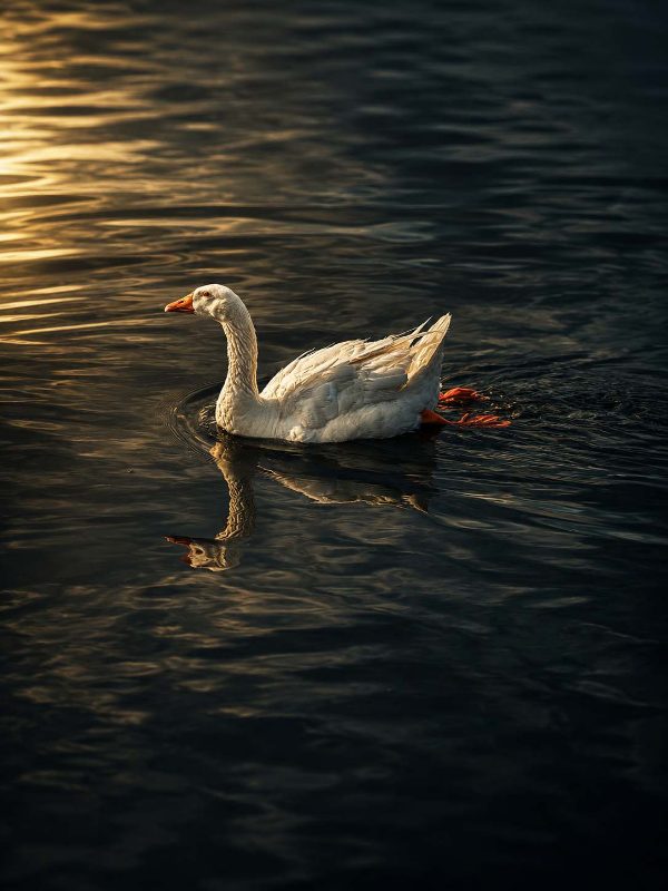 Ganso en el agua al atardecer