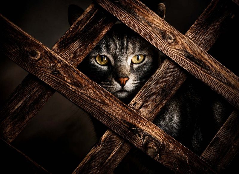 Gato tras una reja de madera